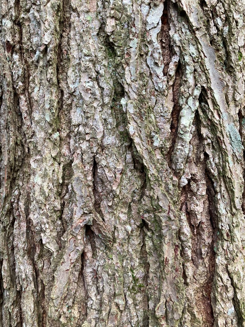 The bark of the Eastern hemlock is flaky and reddish to grayish brown on younger trees and thick and roughly grooved on mature trees (in picture).